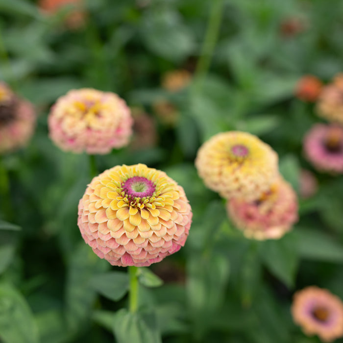 A close up of Zinnia Unicorn Mix