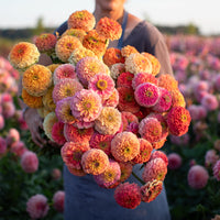 An armload of Zinnia Unicorn Mix