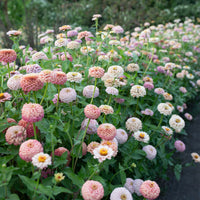 Zinnia Victorian Wedding growing in the field