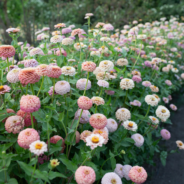 Zinnia Victorian Wedding growing in the field