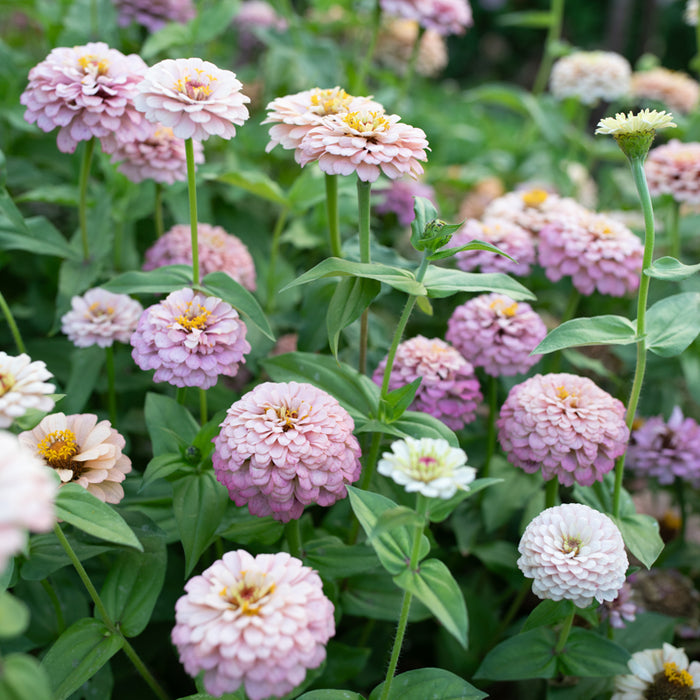 Zinnia Victorian Wedding growing in the field