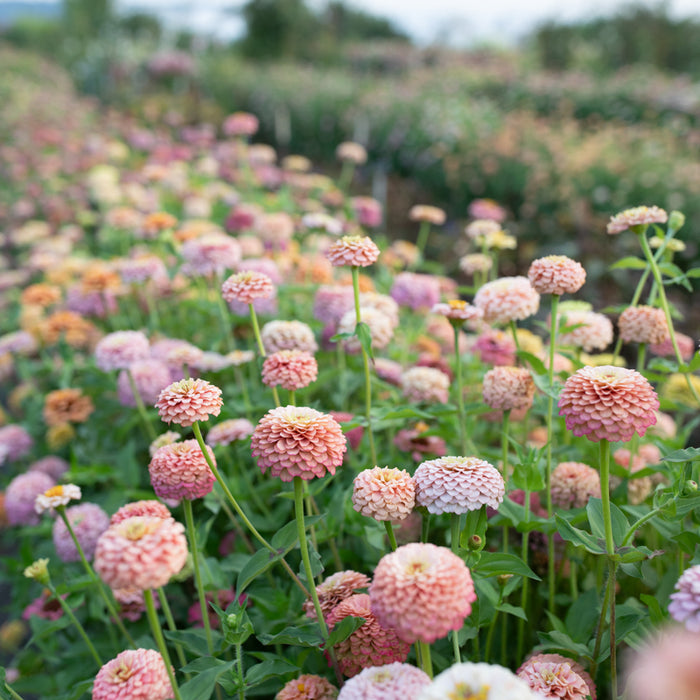 Zinnia Victorian Wedding growing in the field