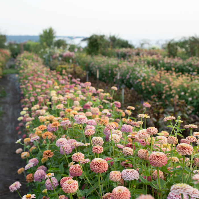 Zinnia Victorian Wedding growing in the field