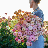 An armload of Zinnia Victorian Wedding