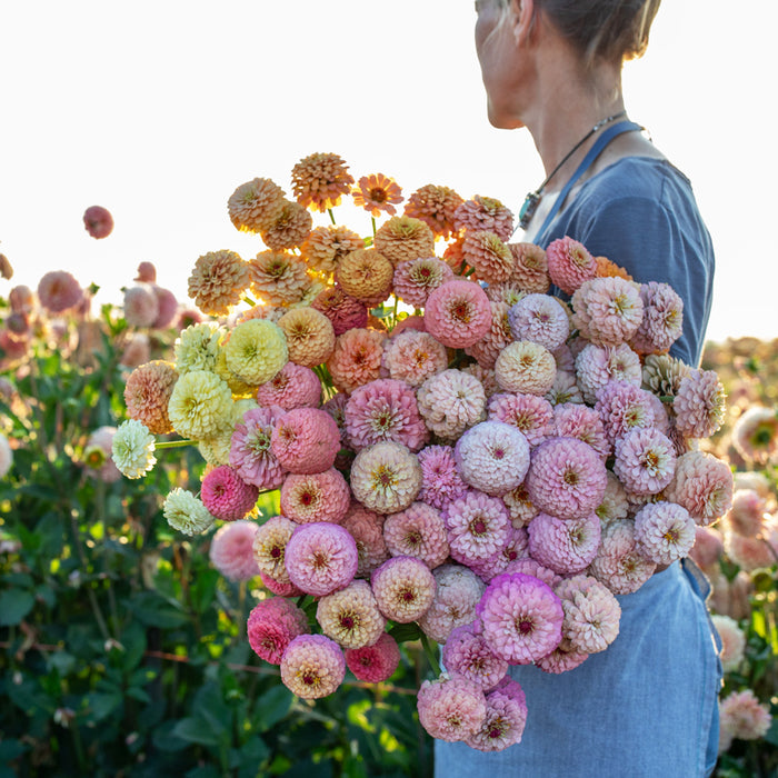 An armload of Zinnia Victorian Wedding