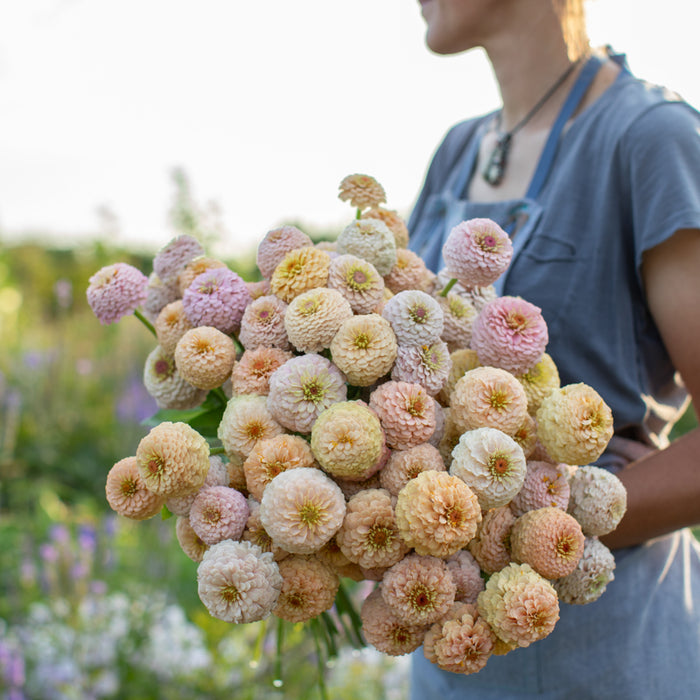 An armload of Zinnia Victorian Wedding