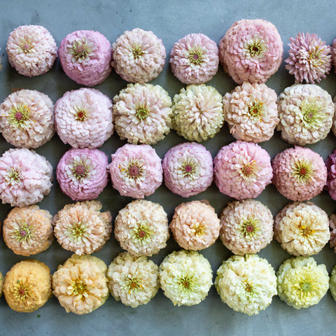 An overhead of Zinnia Victorian Wedding