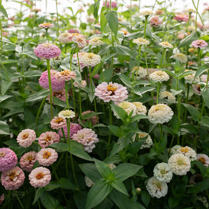 Zinnia Victorian Wedding growing in the field
