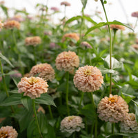 Zinnia Victorian Wedding growing in the field