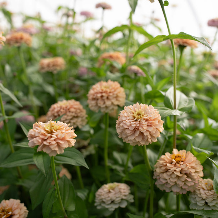 Zinnia Victorian Wedding growing in the field