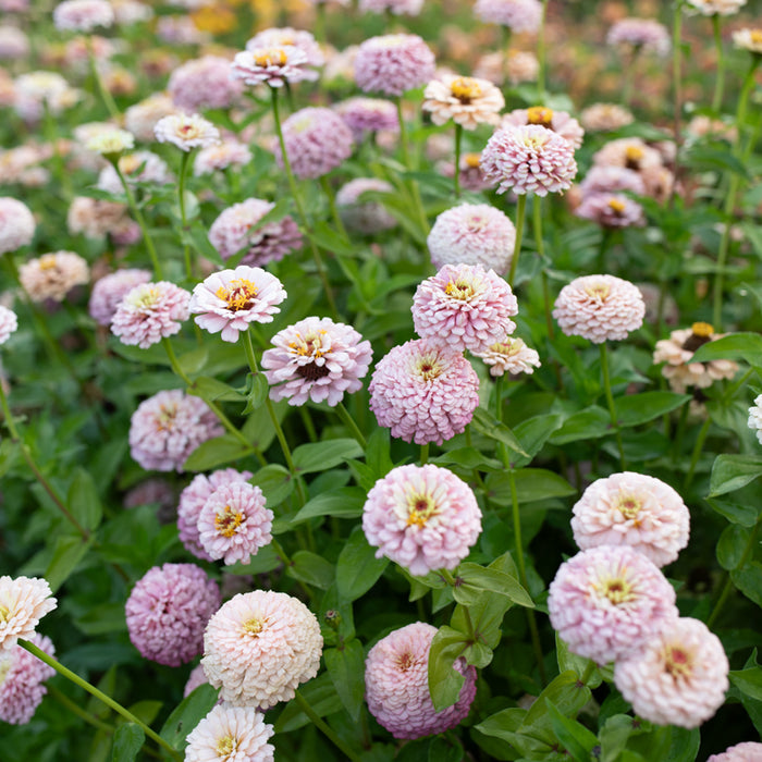 Zinnia Victorian Wedding growing in the field