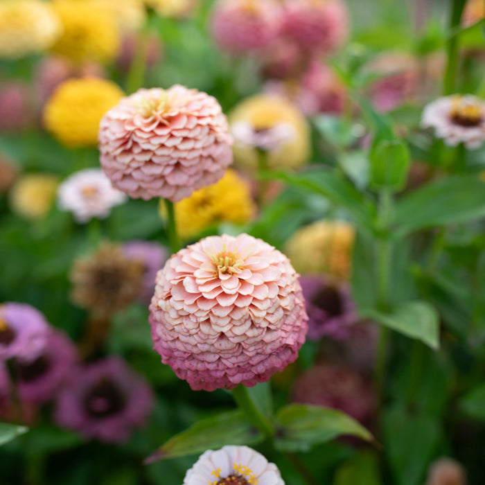 A close up of Zinnia Victorian Wedding