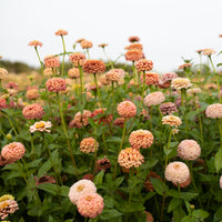 Zinnia Victorian Wedding growing in the field