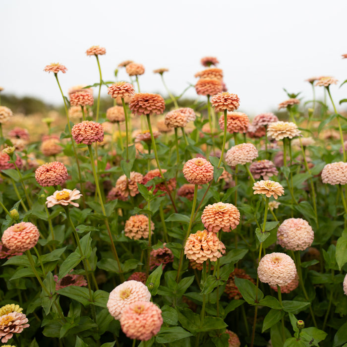 Zinnia Victorian Wedding growing in the field