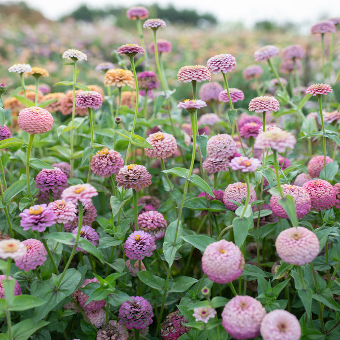 Zinnia Victorian Wedding growing in the field