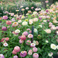 Zinnia Victorian Wedding growing in the field