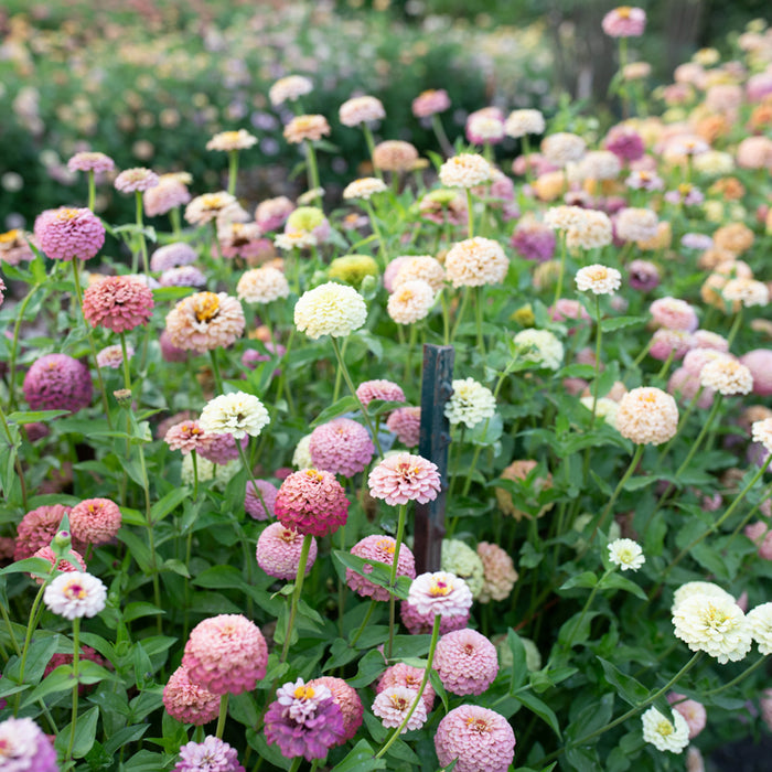 Zinnia Victorian Wedding growing in the field