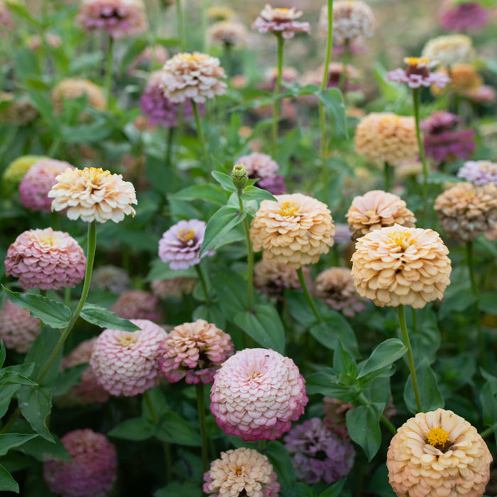 A close up of Zinnia Victorian Wedding
