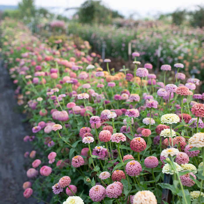 Zinnia Victorian Wedding growing in the field