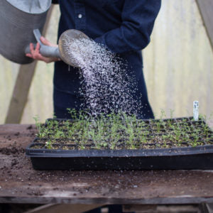 How to Start Flowers from Seed