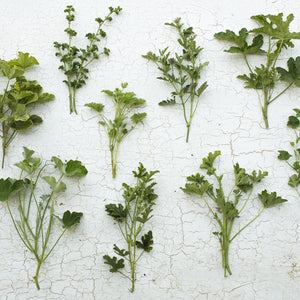 Fabulous Foliages and Fillers