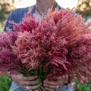 How to Grow Celosia