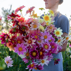How to Grow Dahlias from Seed