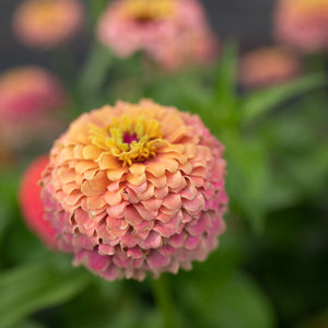 Grow Great Zinnias