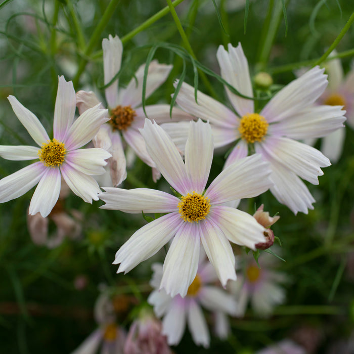 A close up of Cosmos Apricot Lemonade