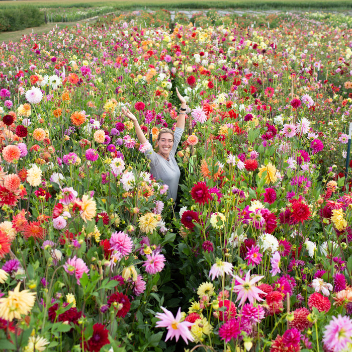 Dahlia Bee's Choice Mix growing in the field