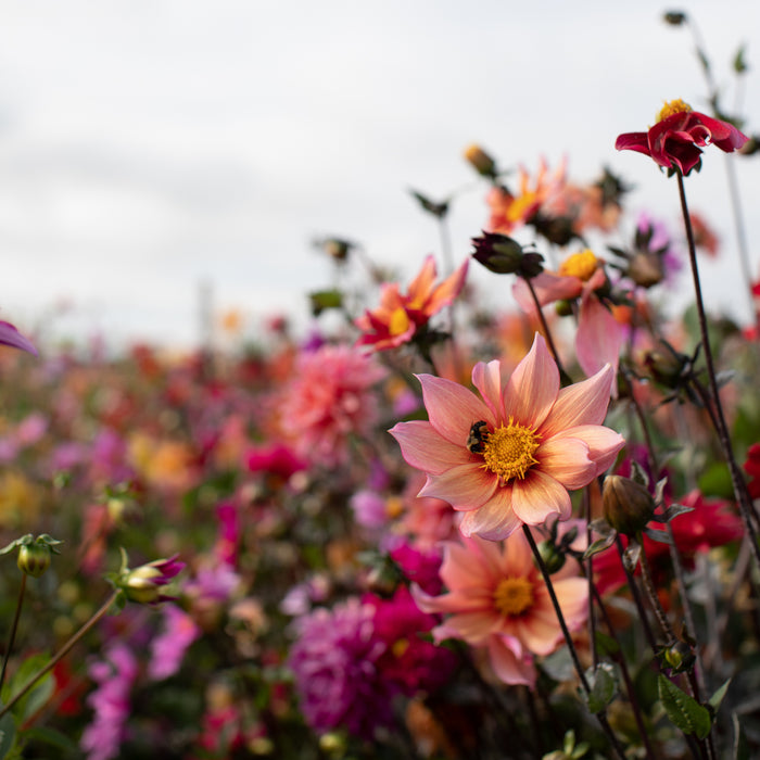 Dahlia Bee's Choice Mix growing in the field