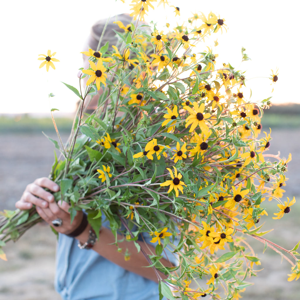 Black Eyed Susan Macau – Floret Flower Farm