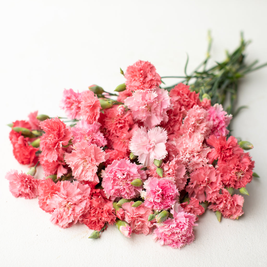 Carnation Chabaud Mixed Colors - Item #69 - Lake Valley Seed