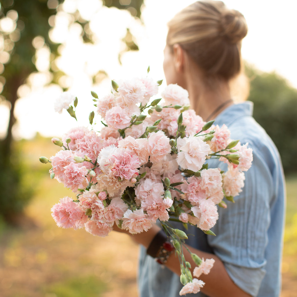 Carnation – Gourmet Sweet Botanicals