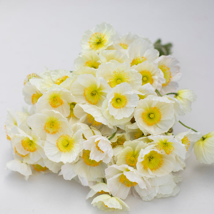 A bunch of Iceland Poppies Champagne Bubbles White