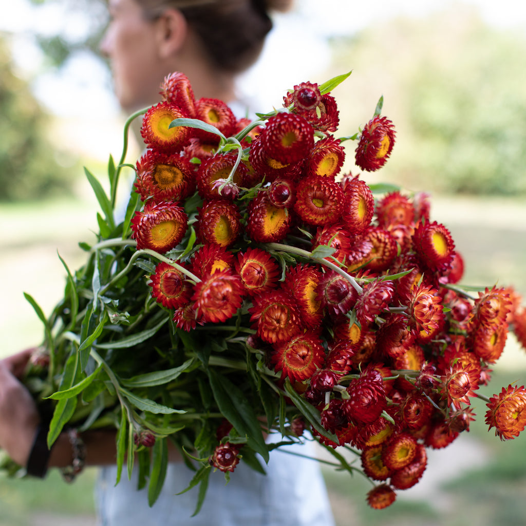 Strawflower 'King Size Red