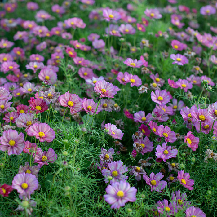 Cosmos Xsenia growing in the field