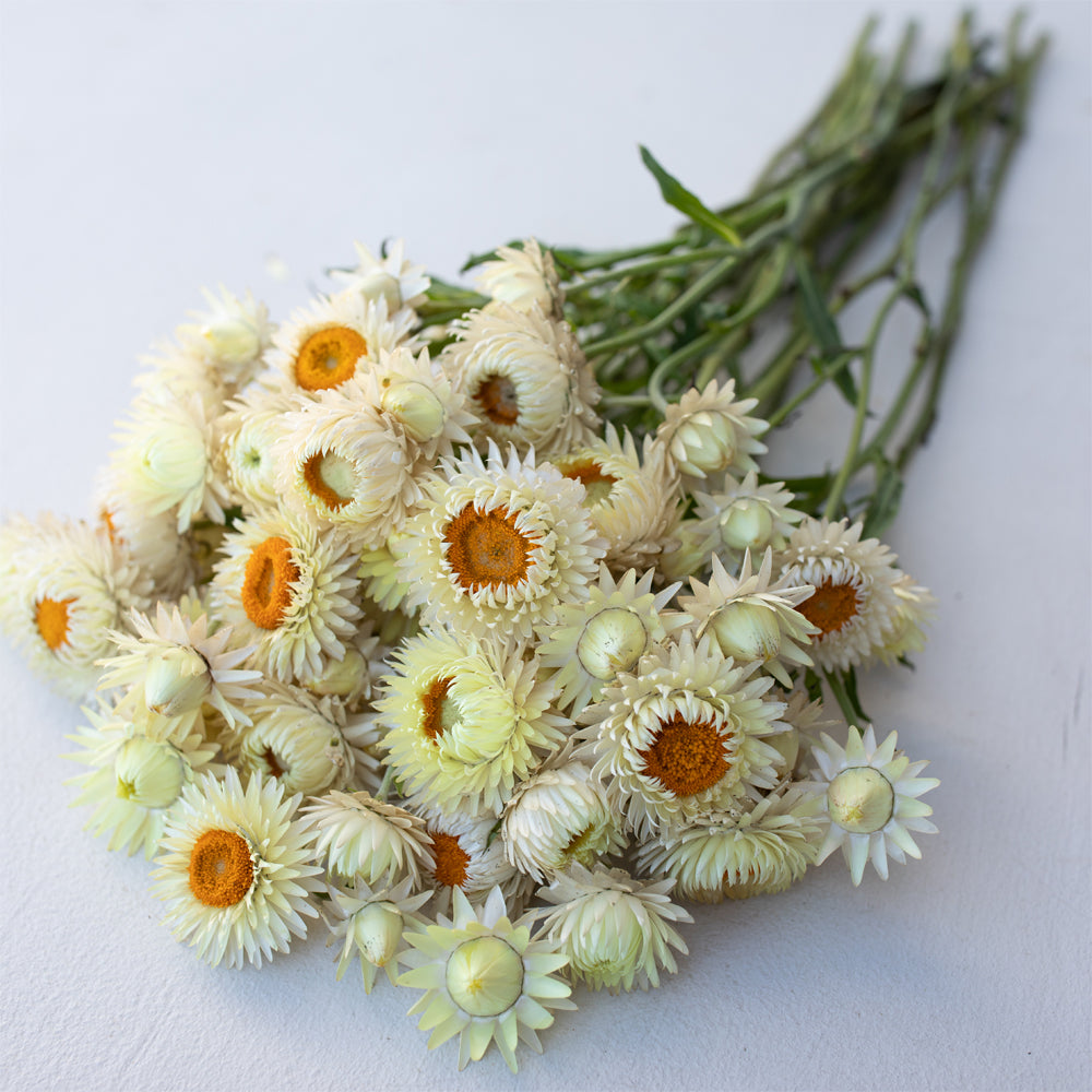 Bouquet of dry straw flower or everlasting (Helichrysum bracteatum