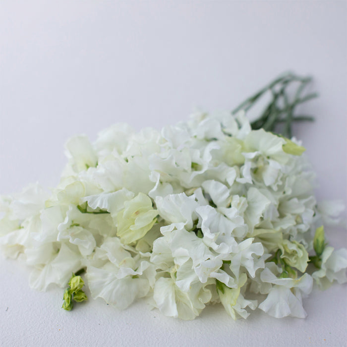 A bunch of Sweet Pea 'Dancing Queen'