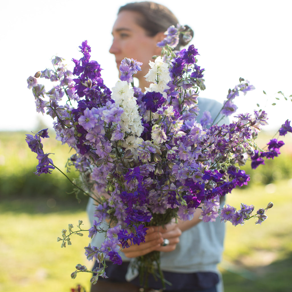 Pink Larkspur – Fable Flowers