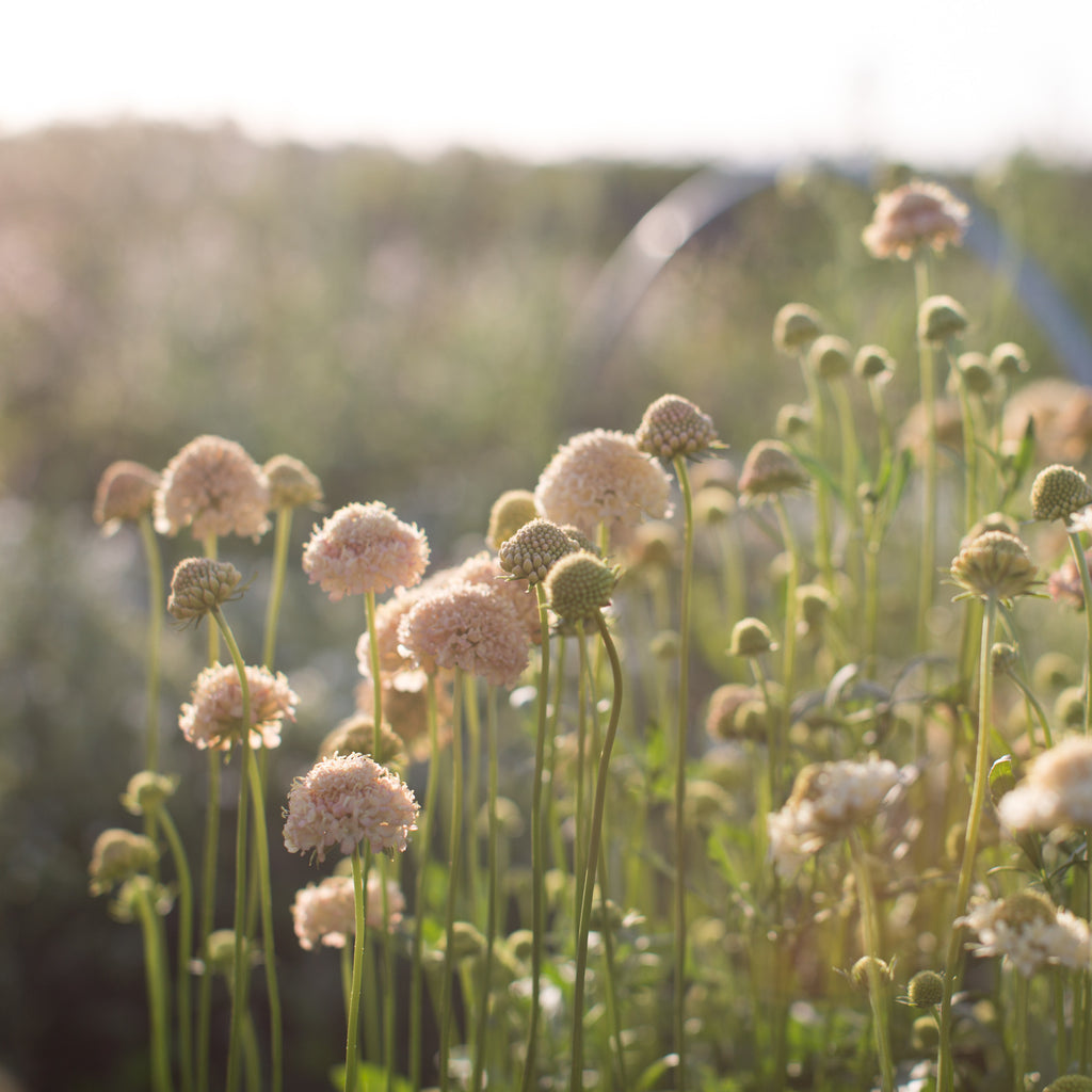 Pincushion Flower Fata Floret Flower Farm