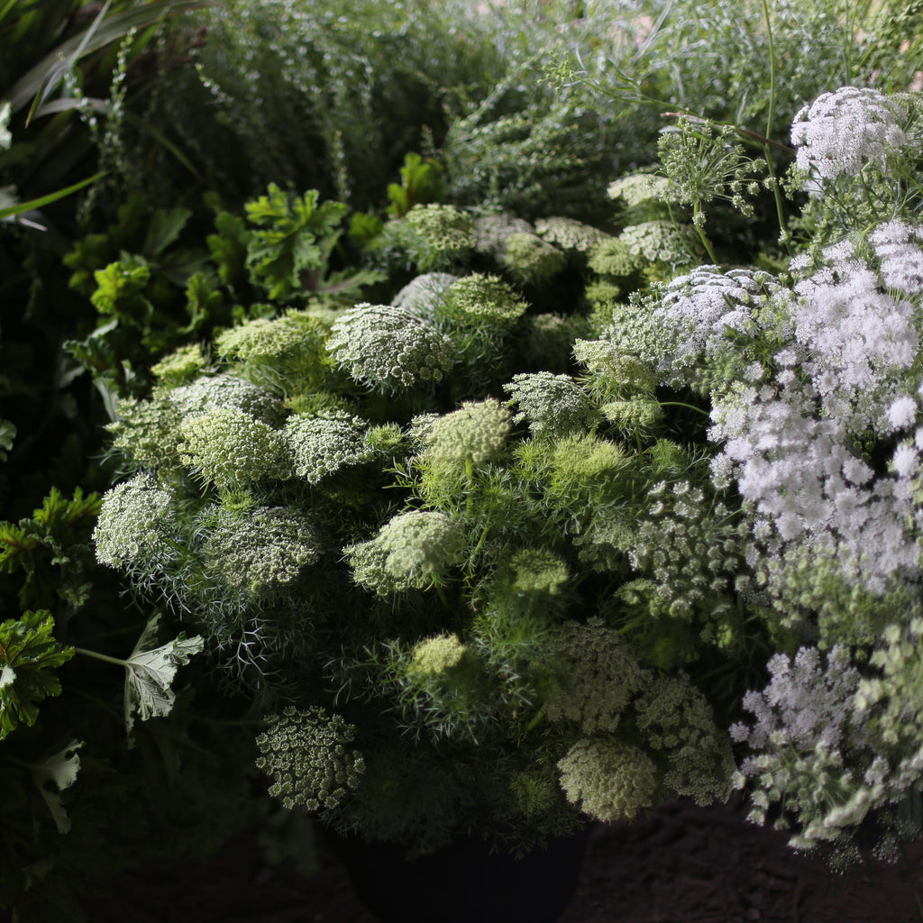Planting and caring for Queen Anne's Lace 
