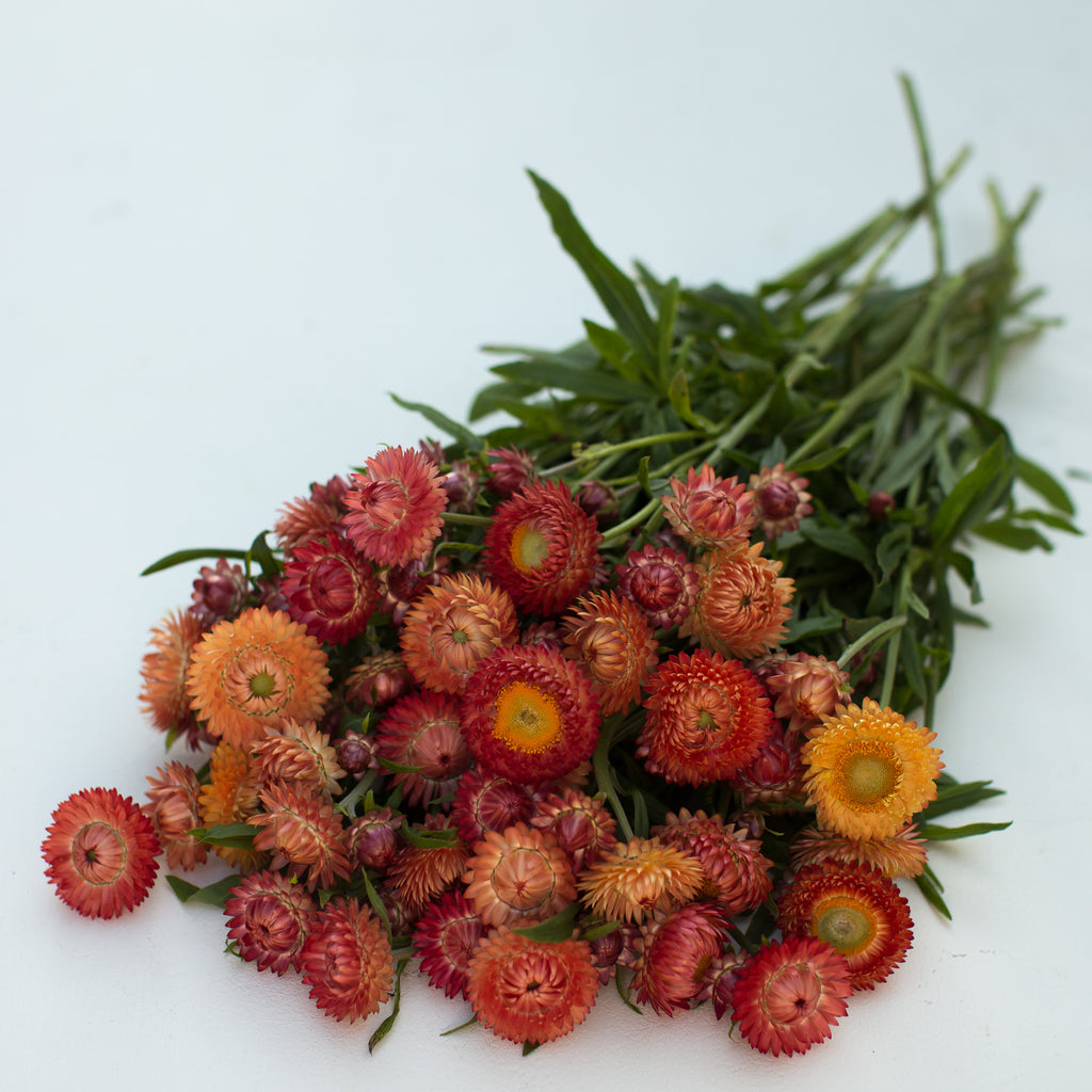 Strawflower Apricot Mix – Floret Flower Farm