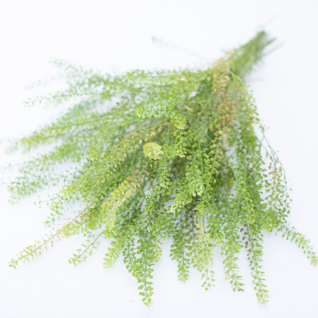 Cress Green Dragon Floret Flower Farm