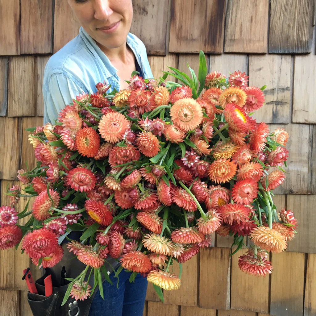 Organic Apricot Peach Straw Flower - Fruition Seeds