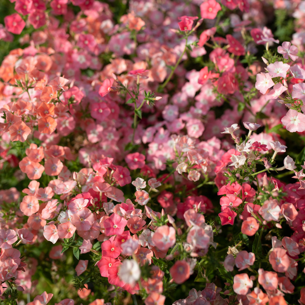 Phlox Leopoldii Floret Flower Farm