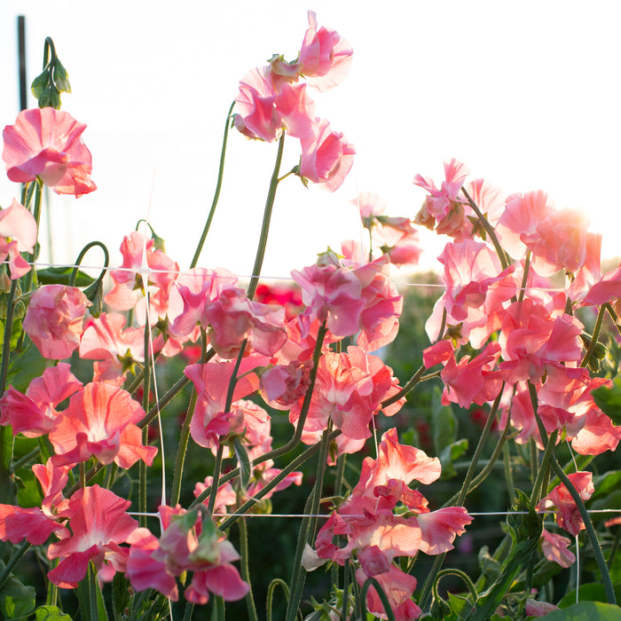 Sweet Pea Lizbeth growing in the field