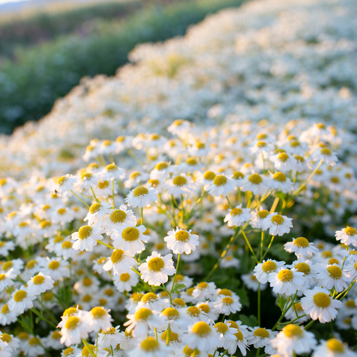 Feverfew Vegmo Single growing in the field