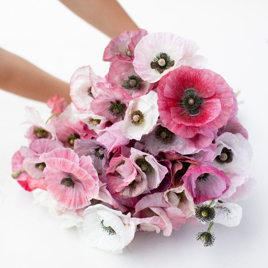 Shirley Poppy Mother of Pearl – Floret Flower Farm