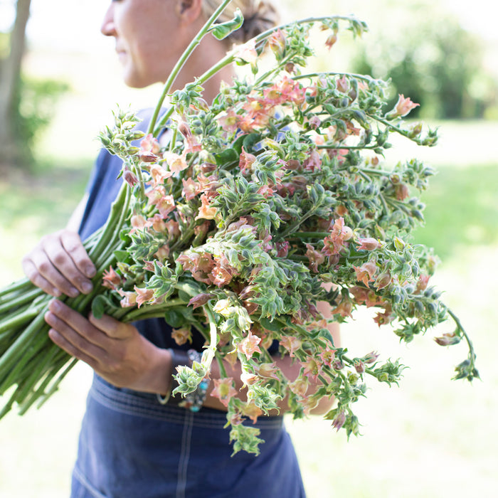 An armload of Flowering Tobacco Peach Screamer